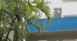 हरियाणा के भाजपा विधायक को सेवानिवृत्त कप्तान ने दी चेतावनी indian army officer in uniform walking outdoors